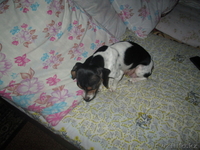 Продам щенков Американского Той-терьера  - Изображение #4, Объявление #982761