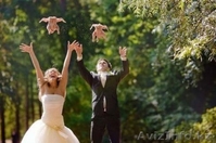 Видеограф Эрик. Профессиональная съемка - Изображение #2, Объявление #996307