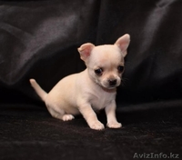 Щенки чихуа-хуа - Изображение #9, Объявление #621526