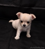 Щенки чихуа-хуа - Изображение #2, Объявление #621526