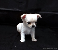 Щенки чихуа-хуа - Изображение #1, Объявление #621526