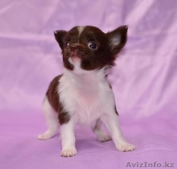Щенки чихуа-хуа - Изображение #10, Объявление #621526