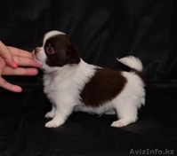 Щенки чихуа-хуа - Изображение #3, Объявление #621526