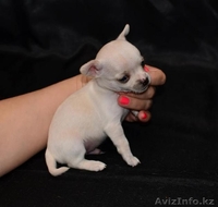 Щенки чихуа-хуа - Изображение #5, Объявление #621526