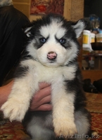 Продаются щенки Сибирской хаски - Изображение #4, Объявление #1035771