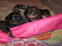 щенки той-терьер! - Изображение #1, Объявление #1053962