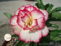 Семена адениумов. - Изображение #1, Объявление #1074256