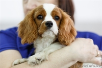 Щенки Кавалер кинг чарльз спаниеля - Изображение #3, Объявление #1127036