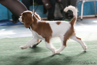 Щенки Кавалер кинг чарльз спаниеля - Изображение #1, Объявление #1127036