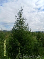 Саженцы ЕЛЬ с комом - Изображение #1, Объявление #1149017