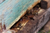 Продам оптом мёд 2014 года - Изображение #3, Объявление #1132933