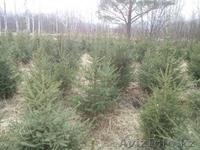 Саженцы ЕЛЬ с комом - Изображение #5, Объявление #1149017