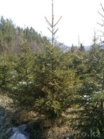 Саженцы ЕЛЬ с комом - Изображение #3, Объявление #1149017