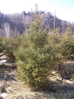 Саженцы ЕЛЬ с комом - Изображение #4, Объявление #1149017