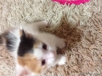 Отдам котят любящим людям из под мамы - Изображение #2, Объявление #1152863