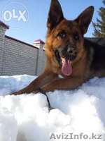 Продам. Щенки немецкой овчарки. - Изображение #1, Объявление #1155005