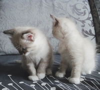 Отдам очень милых котят в хорошие руки - Изображение #1, Объявление #1189383