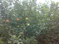 Продам 2-х этажную дачу - Изображение #5, Объявление #1198538