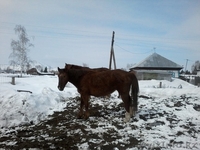 продам лошаде в гЗЫРЯНОВСКЕ - Изображение #1, Объявление #1250139