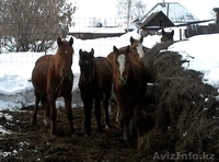 продам лошаде в гЗЫРЯНОВСКЕ - Изображение #5, Объявление #1250139