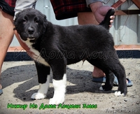 Щенки Среднеазиатской овчарки  в питомнике - Изображение #4, Объявление #1212464