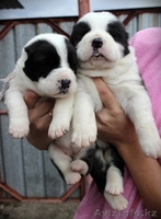 Щенки Среднеазиатской овчарки  в питомнике - Изображение #1, Объявление #1212464