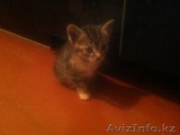 Отдам котенка трехцветного (сер., черн., бел.) - Изображение #2, Объявление #1365203