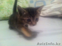 Отдам котенка трехцветного (сер., черн., бел.) - Изображение #1, Объявление #1365203