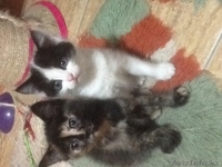 Пушистый друг в вашу семью - Изображение #1, Объявление #1455047