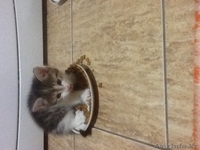 Пушистый друг в вашу семью - Изображение #2, Объявление #1455047