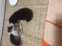 Пушистый друг в вашу семью - Изображение #4, Объявление #1455047