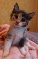 Отдам котят в добрые руки! - Изображение #3, Объявление #1453852