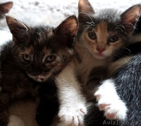 Отдам котят в добрые руки! - Изображение #1, Объявление #1453852