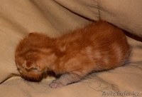 продам котят крысоловов 5 000тг. - Изображение #3, Объявление #1476919