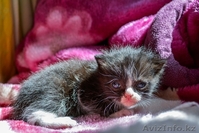 продам котят крысоловов 5 000тг. - Изображение #2, Объявление #1476919