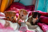 продам котят крысоловов 5 000тг. - Изображение #1, Объявление #1476919