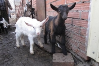 Свой частный "молочный" бизнес.. - Изображение #2, Объявление #1485917