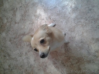 продам щенка  ( помесь) - Изображение #2, Объявление #1546560