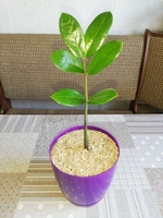 Комнатные растения и суккуленты - Изображение #1, Объявление #1689852