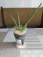 Комнатные растения и суккуленты - Изображение #3, Объявление #1689852