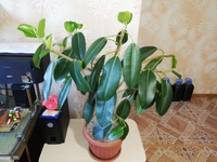 Комнатные растения и суккуленты - Изображение #2, Объявление #1689852