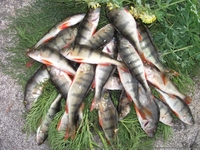 База отдыха "Таинты" Верхние - Изображение #5, Объявление #1394611