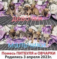 Продам щенков помесь питбуля и овчарки. - Изображение #1, Объявление #1736517