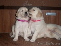 Продаются щенки золотистого ретривера - Изображение #4, Объявление #408285