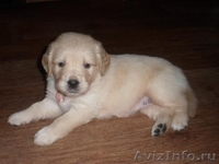 Продаются щенки золотистого ретривера - Изображение #2, Объявление #408285
