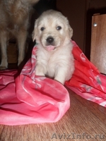 Продаются щенки золотистого ретривера - Изображение #1, Объявление #408285