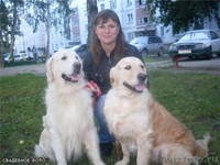 Продаются щенки золотистого ретривера - Изображение #7, Объявление #408285