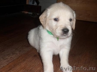 Продаются щенки золотистого ретривера - Изображение #3, Объявление #408285