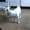 Продам молочных козлят #241871