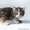 Продам котят породы "Курильский бобтейл" - Изображение #1, Объявление #643268